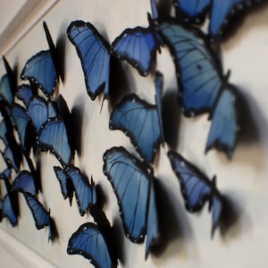 3D Blue Morpho Butterfly Wall Art: Framed Paper Insect Bugs Unique Dimensional Artwork