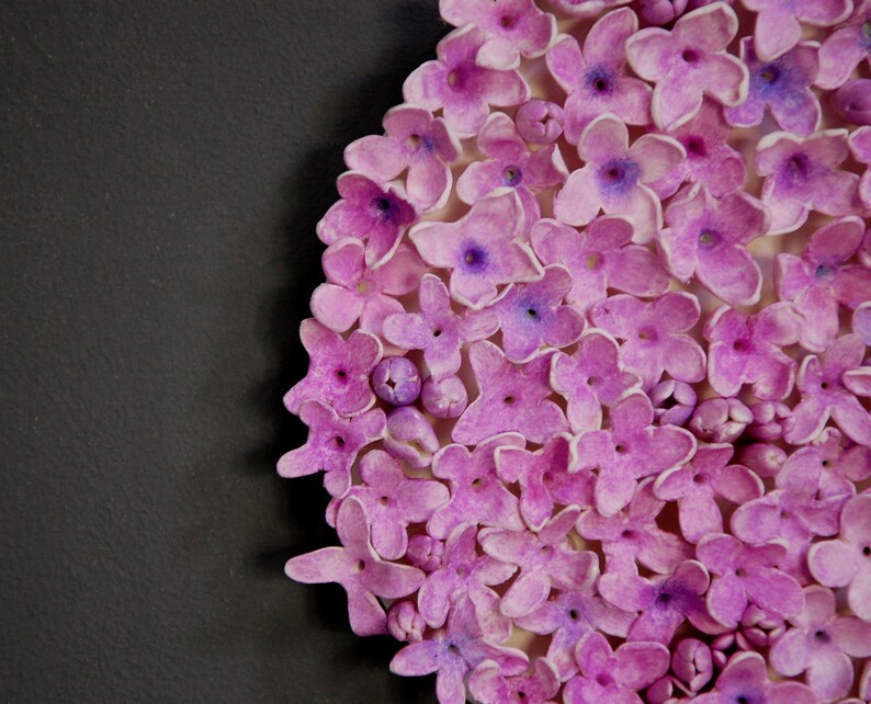 May include: A close-up of a cluster of small, light purple flowers. The flowers are arranged in a circular pattern and have a delicate, textured appearance.