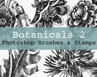 Photoshop Brushes - Botanical Brushes 2 - Brushes and PNG Files