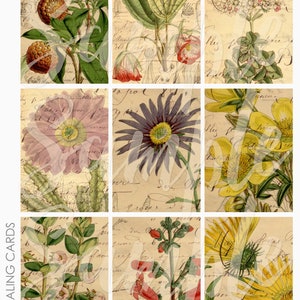 Feuille de collage 2 d'arrière-plans de cartes de journalisation Project Life de French Botanicals ATC ACEO pour la journalisation indésirable