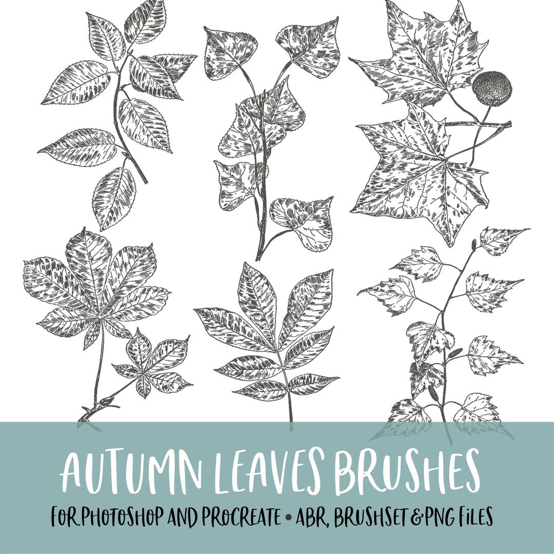 Autumn Leaves Photoshop and Procreate Brushes With PNG Files for ...
