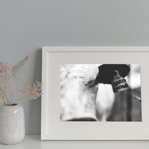 Black & White Cow Photo Download – Farmhouse Wall Art Printable, Rustic Country Decor, Minimalist Animal Photography – “Peebles Armstrong”