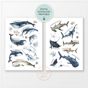 Juego de 2 láminas de ballena y tiburón (imprimibles), impresión con nombres de ballenas, póster con nombres de tiburones, tipos de tiburón ballena, arte mural oceánico para habitación infantil, decoración infantil