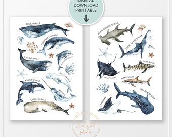 2er-Set Printables, Walhai-Druck, Walhai-Druck, Haifischnamen Poster, Walhai-Typen, Ozean-Kinderzimmer-Wandkunst, Kinderzimmer-Dekor