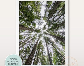 Waldbäume Drucken DRUCKBAR, Bäume von unten Foto, Bäume betrachten, Wald Poster, Kiefern Fotodruck, Natur Wanddekor Kunst