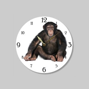 Puede incluir: Un reloj de pared redondo con esfera blanca que presenta una fotografía de alta resolución de un chimpancé sentado en el centro. El reloj tiene números negros con serifa del 1 al 12 dispuestos alrededor del borde y dos manecillas doradas.