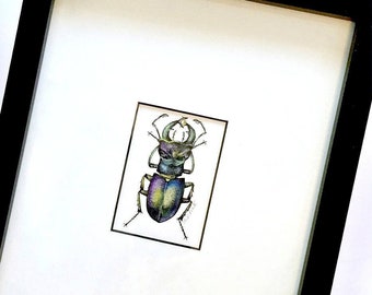 Beetle Art Original Drawing, Framed Beetle Ink and Watercolor Drawing, Framed Fancy Beetle Art, Original Watercolor Ink Drawing, Framed Art