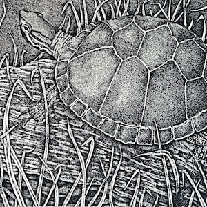 May include: A detailed black and white illustration of a turtle resting on a log, surrounded by tall grass. The turtle's shell features a geometric pattern, and its head is turned to the left. The artwork is rendered with fine stippling.