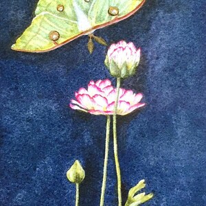 K&ouml;nnte beinhalten: Ein Aquarellbild eines gr&uuml;nen Luna-Falters mit braunen Flecken, der &uuml;ber drei rosa Bl&uuml;ten mit wei&szlig;en Zentren auf einem dunkelblauen Hintergrund fliegt.