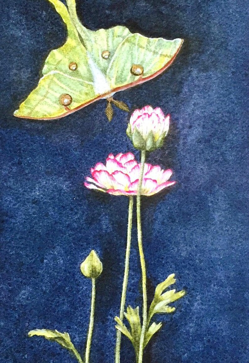 K&ouml;nnte beinhalten: Ein Aquarellbild eines gr&uuml;nen Luna-Falters mit braunen Flecken, der &uuml;ber drei rosa Bl&uuml;ten mit wei&szlig;en Zentren auf einem dunkelblauen Hintergrund fliegt.