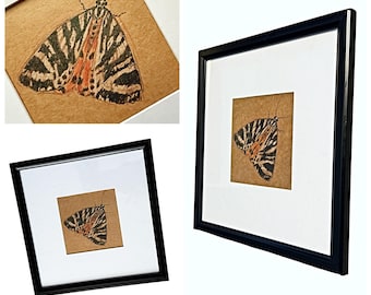 Moth Art Original Drawing, Framed Moth Ink and Watercolor Drawing, Framed Euplagia Quadripunctaria Moth Art, Original Colored Pencil Drawing