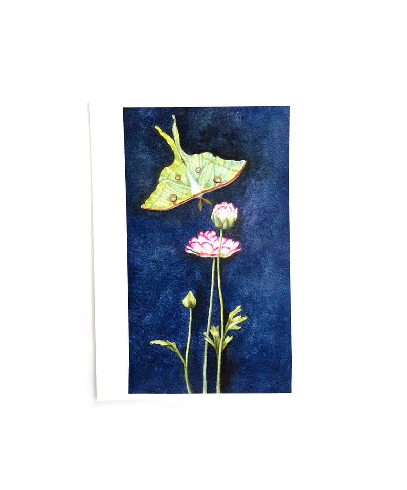 K&ouml;nnte beinhalten: Ein Aquarellbild eines gr&uuml;nen Luna-Falters vor einem dunkelblauen Hintergrund. Der Falter fliegt &uuml;ber drei rosa Bl&uuml;ten mit gr&uuml;nen Stielen.