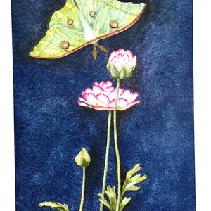 K&ouml;nnte beinhalten: Ein Aquarellbild eines gr&uuml;nen Luna-Falters mit wei&szlig;en Markierungen, der &uuml;ber drei rosa Bl&uuml;ten mit gr&uuml;nen Stielen vor einem dunkelblauen Hintergrund schwebt.