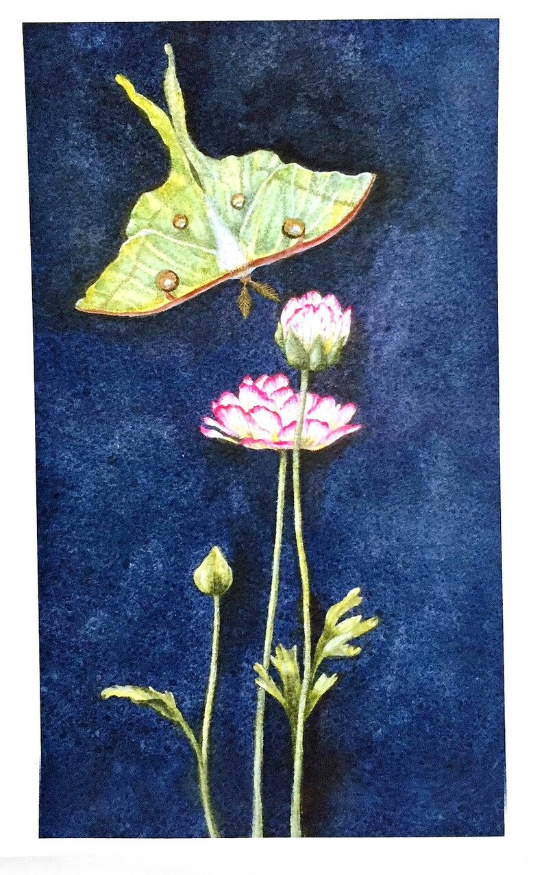 K&ouml;nnte beinhalten: Ein Aquarellbild eines gr&uuml;nen Luna-Falters mit wei&szlig;en Markierungen, der &uuml;ber drei rosa Bl&uuml;ten mit gr&uuml;nen Stielen vor einem dunkelblauen Hintergrund schwebt.