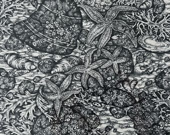 Framed Tidal Pool Stipple Drawing, Starfish Original Art (16x20)