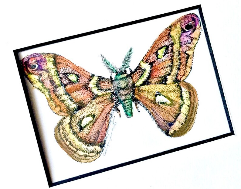 Moth Art Original Drawing Framed Moth Ink and Watercolor Etsy