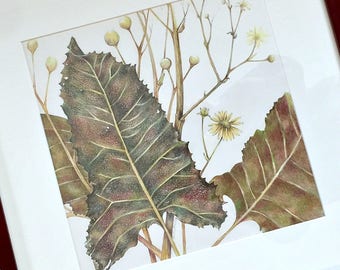 Prairie Dock Colored Pencil Drawing, Framed Botanical Art (19x19)