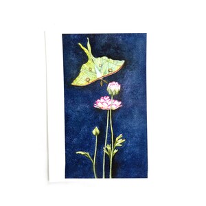 K&ouml;nnte beinhalten: Ein Aquarellbild eines gr&uuml;nen Luna-Falters vor einem dunkelblauen Hintergrund. Der Falter fliegt &uuml;ber drei rosa Bl&uuml;ten mit gr&uuml;nen Stielen.