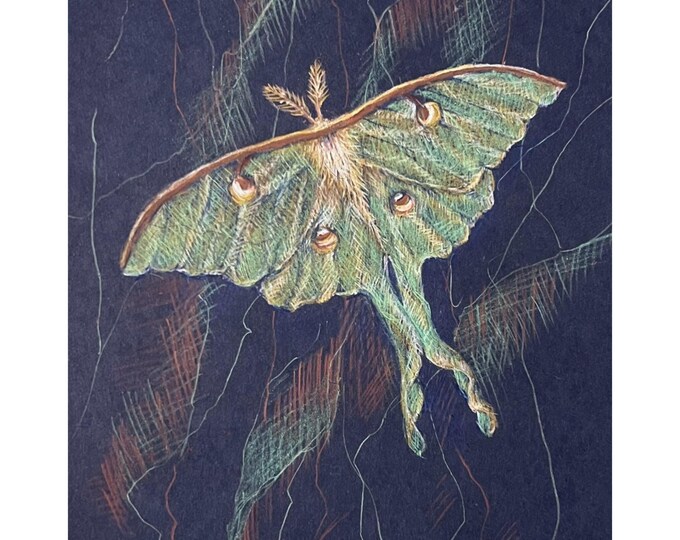Original Luna Moth Colored Pencil Drawing, Insect Art (5.5x8) - Etsy