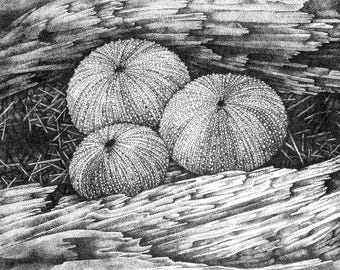 Framed Sea Urchin Stipple Ink Drawing, Original Art