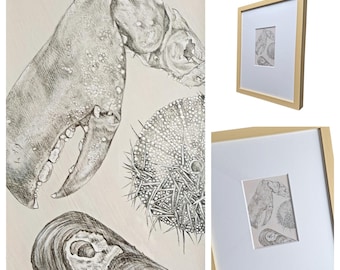Framed Original Silverpoint Drawing, Beach Themed Framed Art, Shell Clam Lobster Claw Urchin Art
