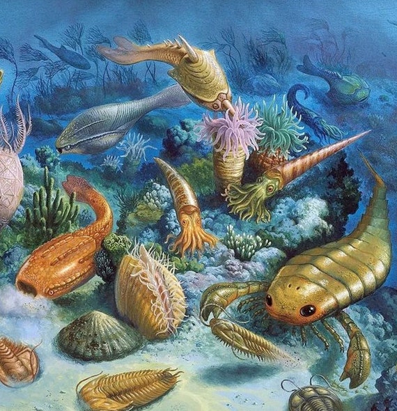 カンブリア紀のサンゴ化石ペンダント：古代の海の石、古生物学者への