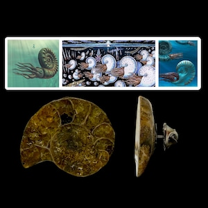 Rare Prehistoric Ammonite Fossil Pin: Cretaceous Era Dinosaur Pin (COA Included)
