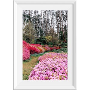 Pink Azalea Flower Garden Photograph Print, Pink Flowers Poster, Pink Floral Wall Art, Spring Garden Wall Art, Pink Flowers in Forest Photo