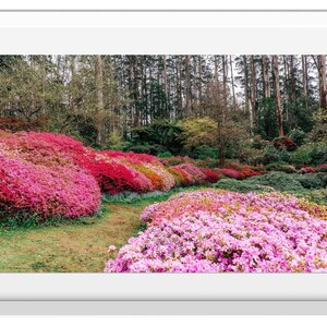 Pink Azalea Flower Garden Landscape Photography Print, Pink Flowers Landscape Poster,Pink Floral Landscape Wall Art,Pink Flowers Photo Print