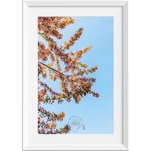 青い空とピンクの桜の枝の写真、ピンクの桜の写真、ピンクの花のポスター、桜のプリント、花の壁アート