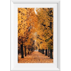 Orange und Gelbe Herbstblätter in den Schönbrunner Schlossgärten, Herbstlaub, Reihe von Bäumen in der Herbstwand, Kunst im Herbst, Kunstdekor