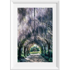 Purple Wisteria Flower Archway Photograph, Purple Wisteria Floral Print, Wisteria Arch in Spring Garden, Purple Flower Wall Art Photo Print
