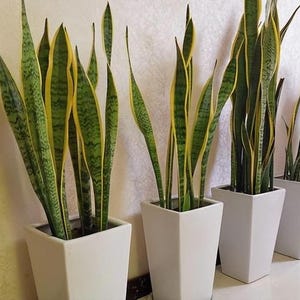 Sansevieria Trifasciata Mother In Law&#39;s Tongue With Roots Snake Plant 19-1