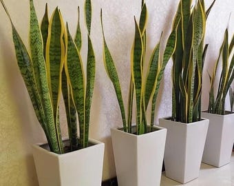 Sansevieria Trifasciata Mother In Law's Tongue With Roots Snake Plant 19-1