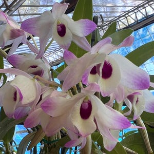 May include: Close-up of a cluster of Dendrobium orchids. The flowers have white petals with purple edges and a deep purple center. Green leaves and stems are visible in the background, with a blue sky peeking through.