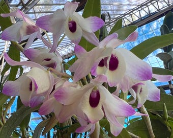 Dendrobium 'Shokei' Orchid Softcane Rooted Plant 047-25