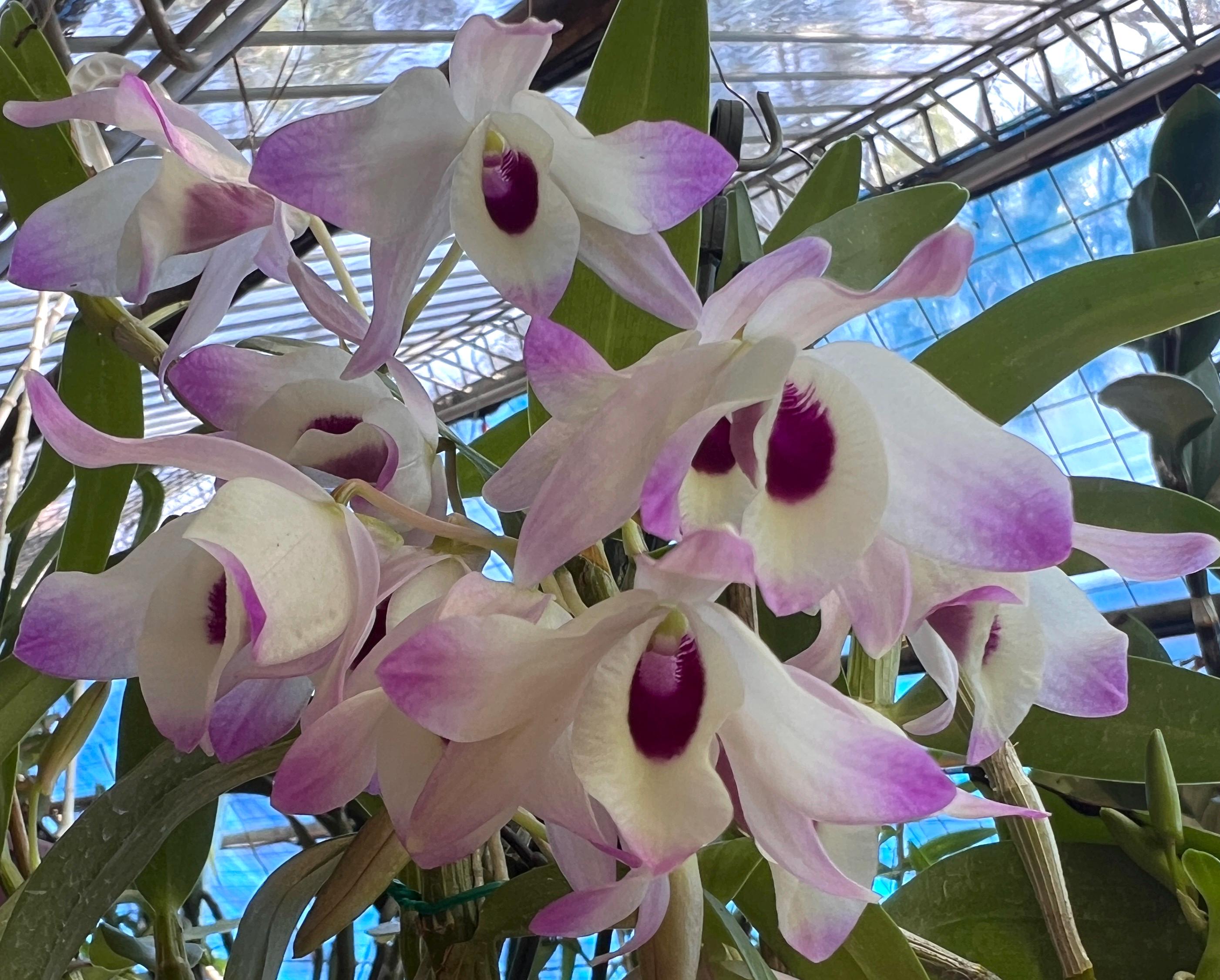 Ghost Orchid Australia