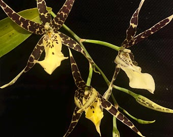 Species Hybrid Fragrant Orchid Miltonia Flowering Size Orchid Plant 030-15