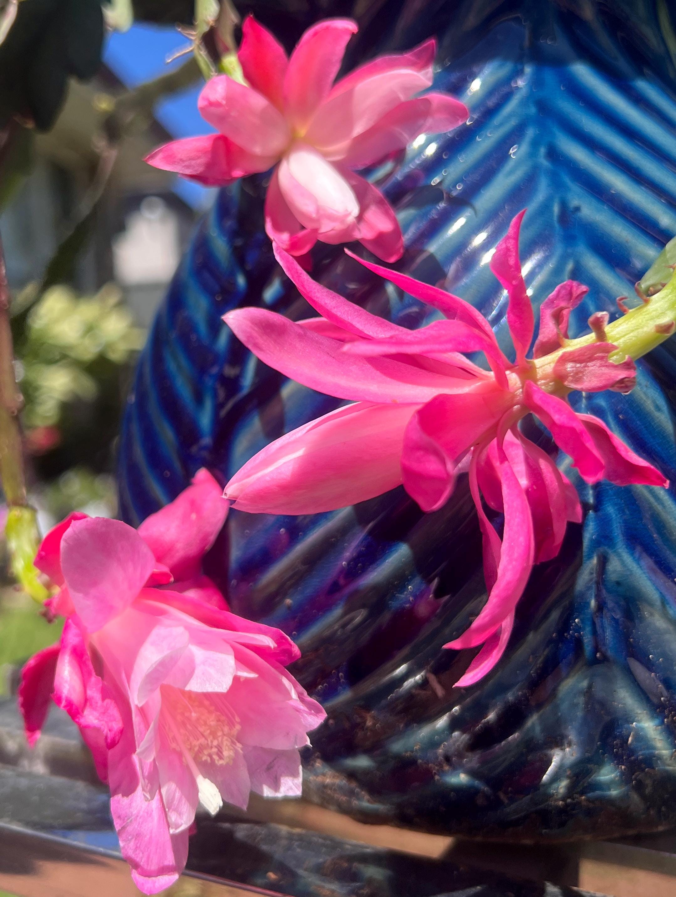 Epiphyllum clown - Etsy sterreich