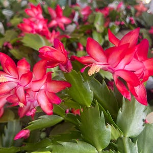 May include: Close-up of a Christmas cactus with vibrant red and pink flowers. The flowers have multiple petals and a star-like shape, with yellow stamens. The plant has green, segmented leaves.