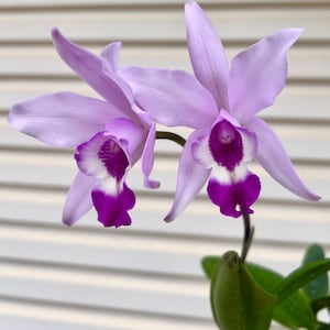 Cattleya hybrid - Etsy 日本