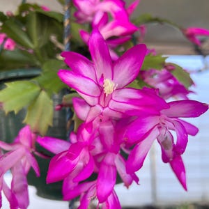Rare Schlumbergera Zygocactus &#39;Hot Pink Caroline&#39; Christmas Cactus Cuttings Succulents 024-1