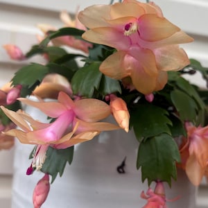 Rare Schlumbergera Zygocactus &#39;Golden Pearls&#39; Christmas Cactus Cuttings Succulents 024-5