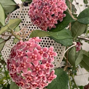 Flamingo dream hoya - Etsy 日本