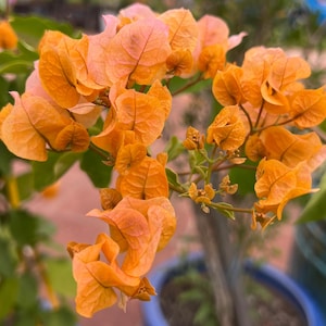 Bougainvillea  'Hawaiian Gold' 140mm Pots Rooted Plant 23-1