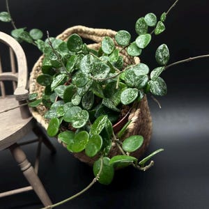 Puede incluir: Una planta de Hoya en maceta, con hojas verdes redondas y moteadas, se desborda de una cesta tejida. La cesta está hecha de un material marrón claro y se encuentra sobre una superficie oscura. Una pequeña silla de madera es parcialmente visible en el fondo.