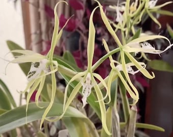 Orquídea fragante Epidendrum Ciliare, esquejes enraizados, planta 055-11