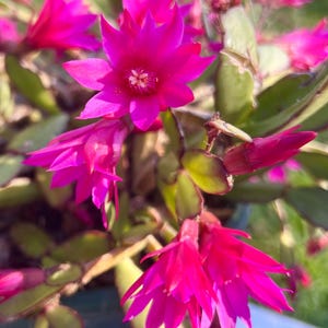 May include: A close-up shot of a Christmas cactus displaying bright pink flowers. The petals are pointed, and the centre is delicate. The green leaves and stems provide a contrasting background. The image highlights the plant's natural beauty.