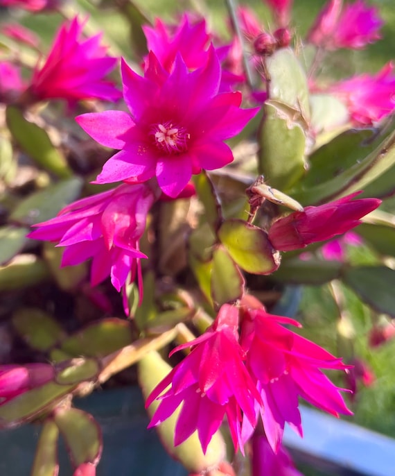 Rhipsalidopsis Gaertneri Hot Pink Spring Easter Cactus Cuttings Succulents  03-46 - Etsy Israel