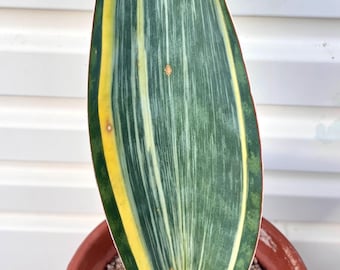 Rare Variegated Whale Fin Sansevieria Plant, Mother In Law's Tongue Snake Plant